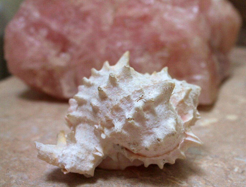Seashell relaxation calm