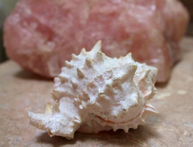 Seashell relaxation calm