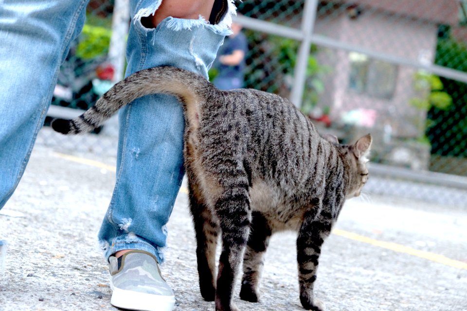 Affectionate, Animal