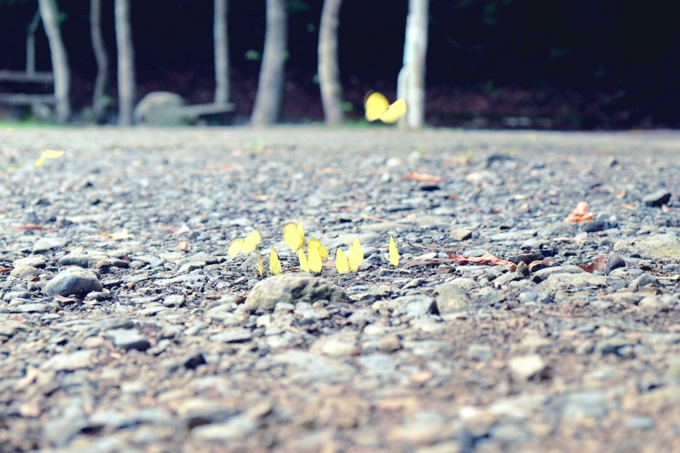Taiwan, Surburban, Still life