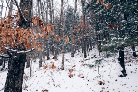 bare trees during daytime photo