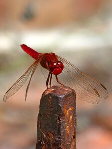 Raft winged insect dragonfly