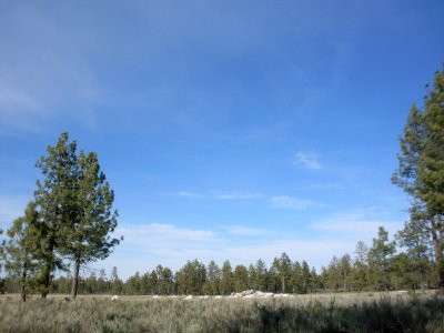 Constitution 1857 national park, Mexico, National park