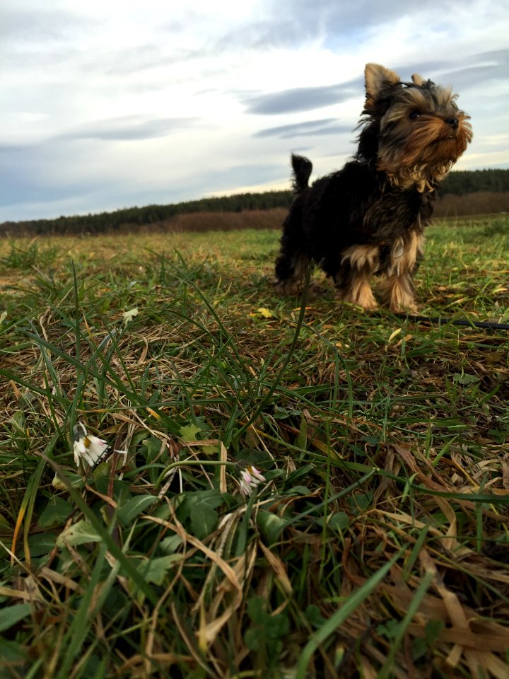 Pov, Fur, Terrier photo