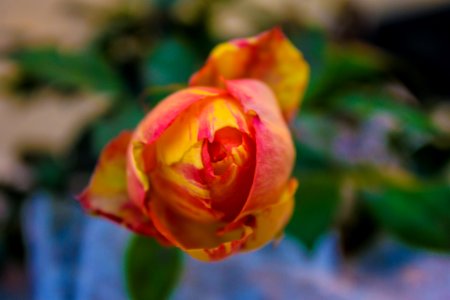 Nature, Summer, Plant