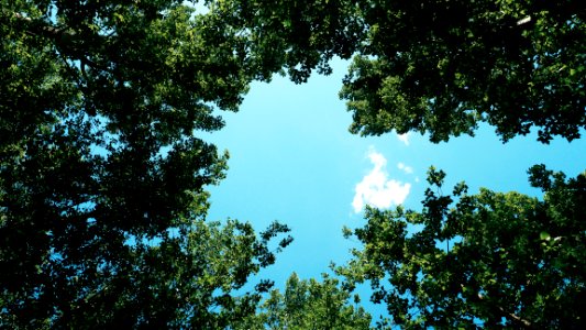 bottom view of sunlight over green trees