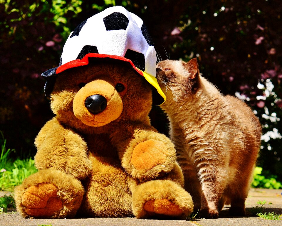 Teddy france tournament