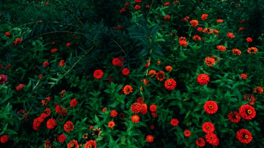 Green, Flower