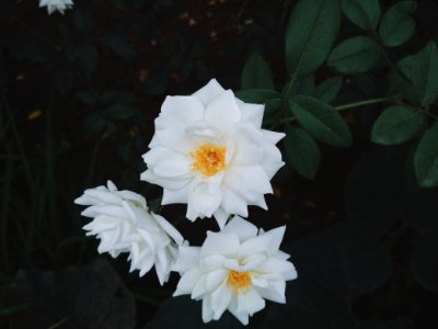 White, Flower