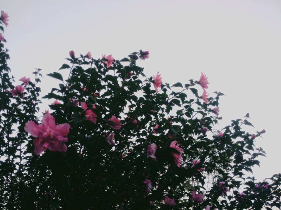 China, Flower