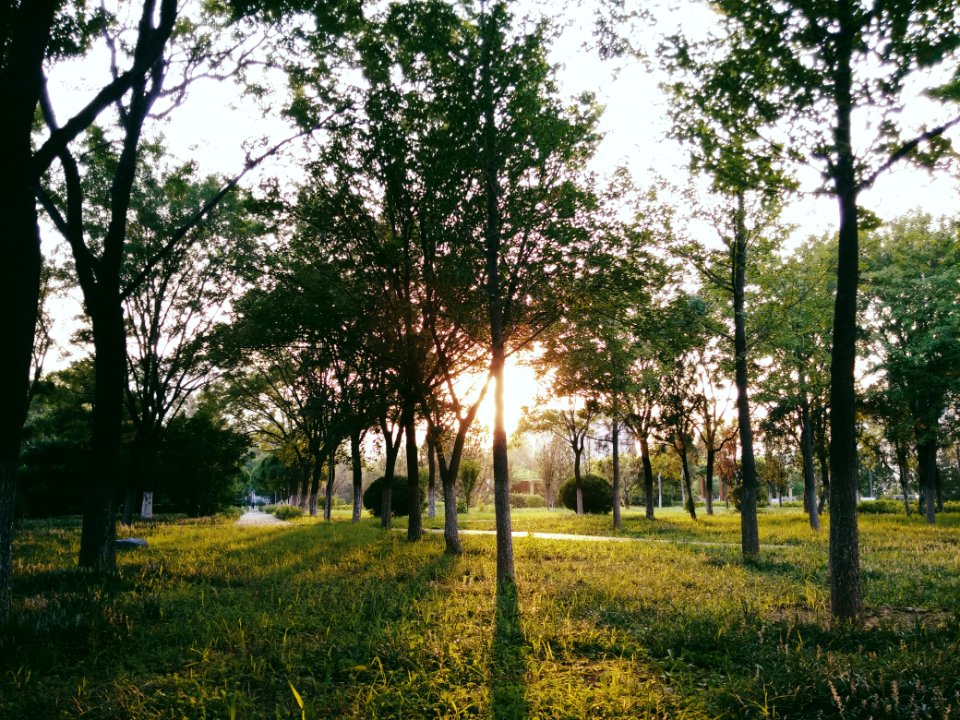 China, Park, Green