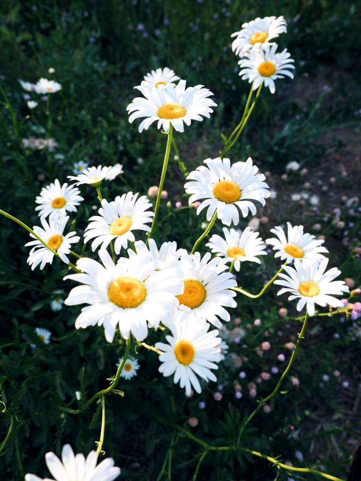 China, Photohunter, Flower