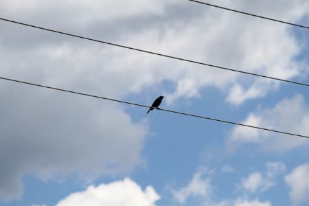 Electrical cable bird, Blue sky, Bird photo