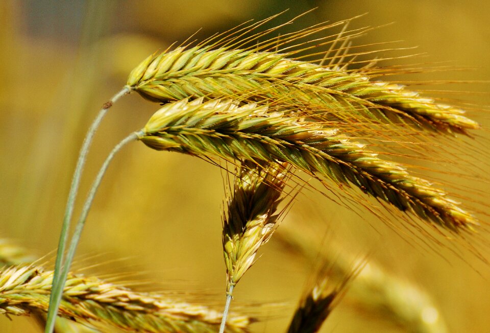 Agriculture nature cereals