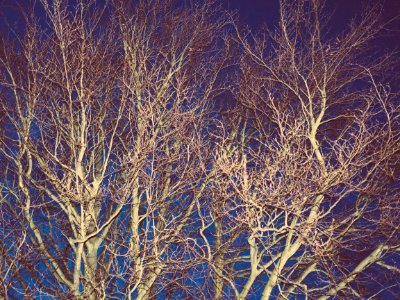 brown tree