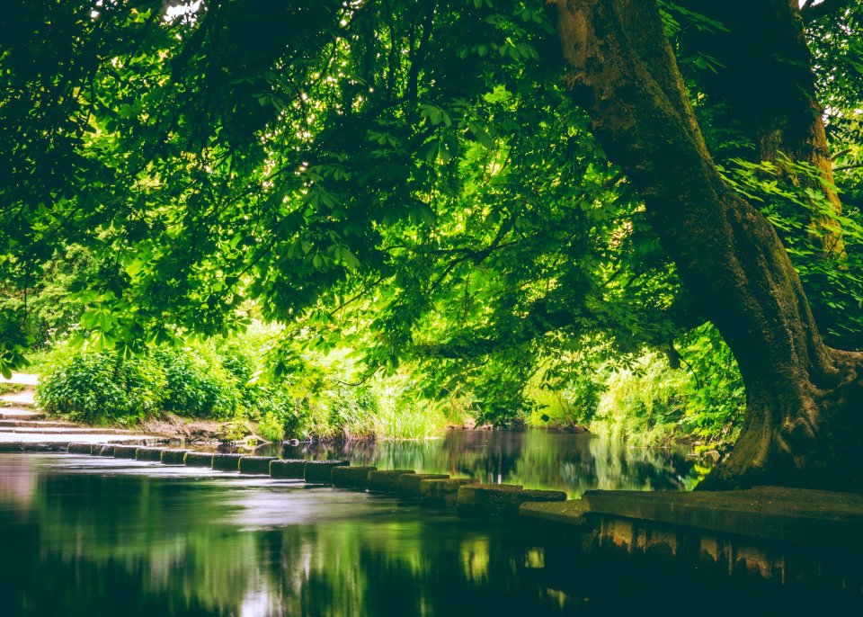 green leaf tree near body of water