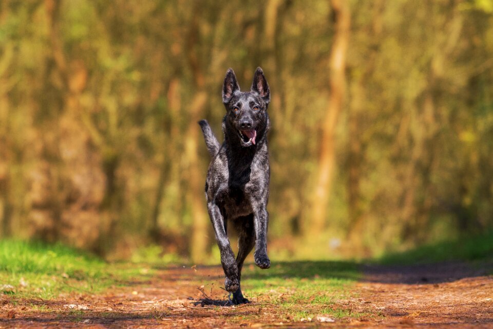 Animal dog plays pet photography