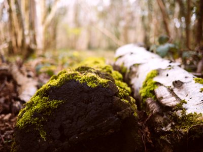 green moss on logs