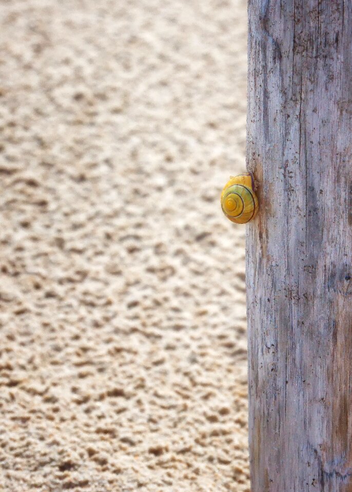 Snail animal nature