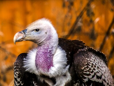 Bird nature animal