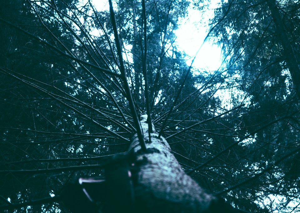 green leafed tree