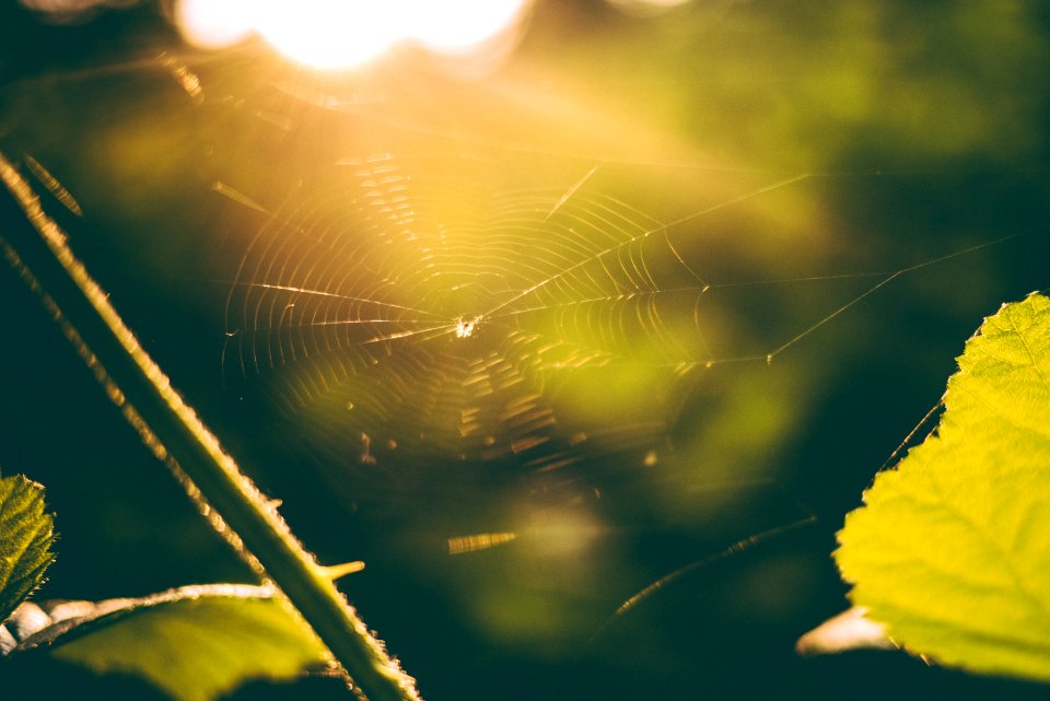 green leaf near spider web