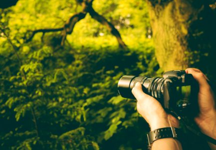 person holding DSLR camera taking picture of trees photo