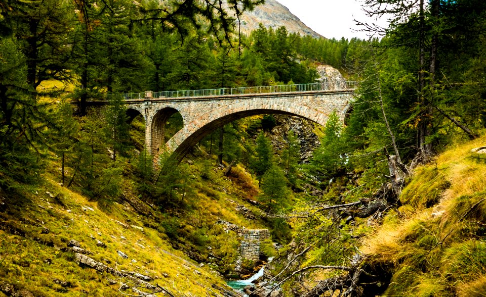 green trees near gray bridge