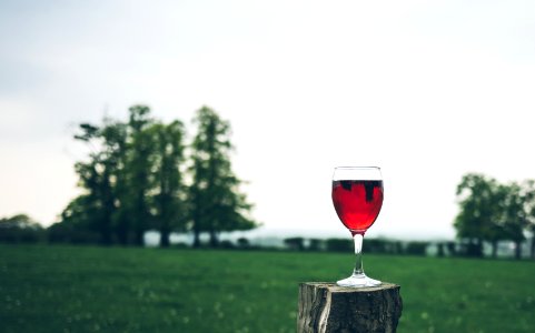 selective focus photography of wine glass on tree trunk photo