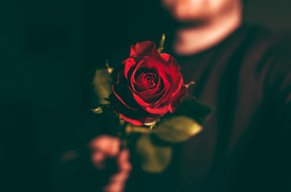 macro shot photography of man holding red rose