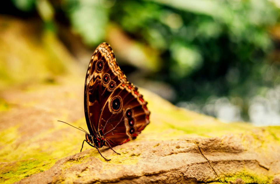 brown butterfly
