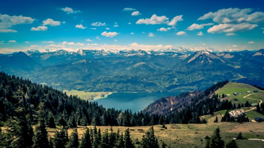 aerial photography of pine trees on mountain photo