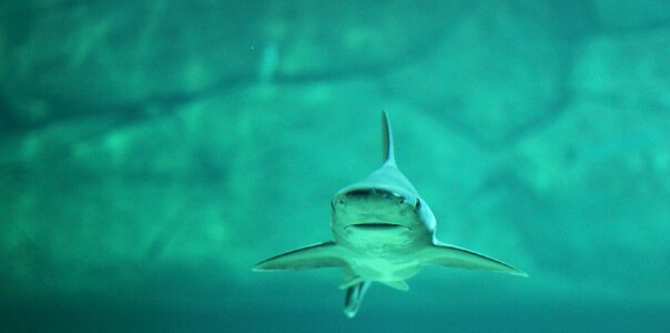 Fish underwater blue