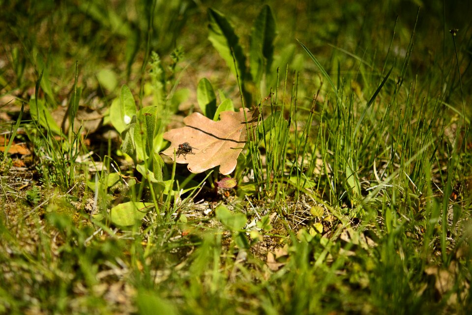 Prairie nature grass