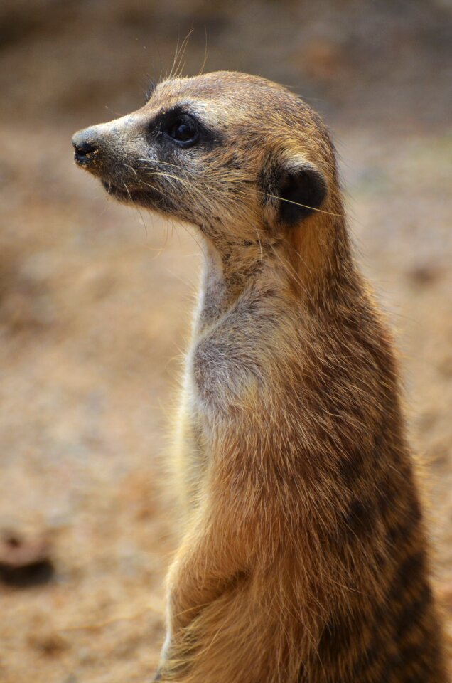 Mammal animals landscape