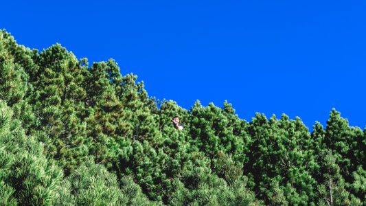 green trees under blue sky during daytime photo