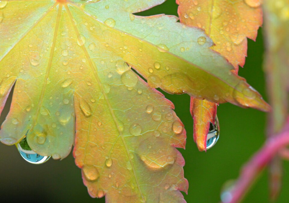 Maple maple leaf run off