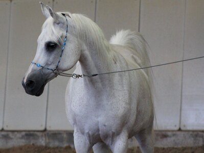 Stallion horse head arabian horse