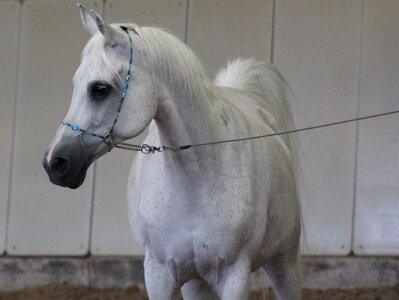 Stallion horse head arabian horse photo