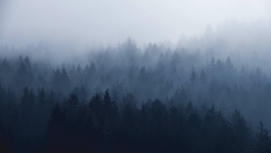 silhouette of trees covered by fog photo