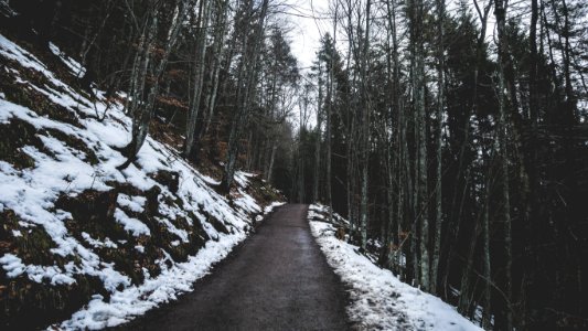 gray pathway between trees covered with snow during daytime photo