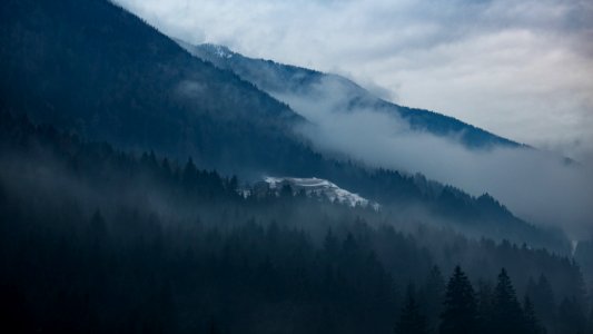 trees on side of mountain covered with fog at daytime photo
