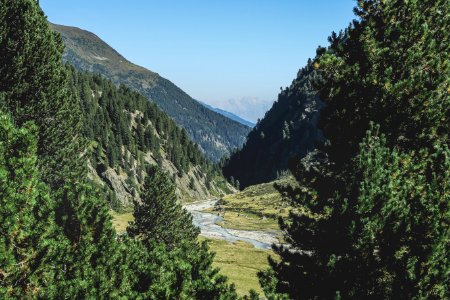 green leafed trees near mountain photo