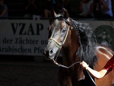 Stallion horse head thoroughbred arabian photo