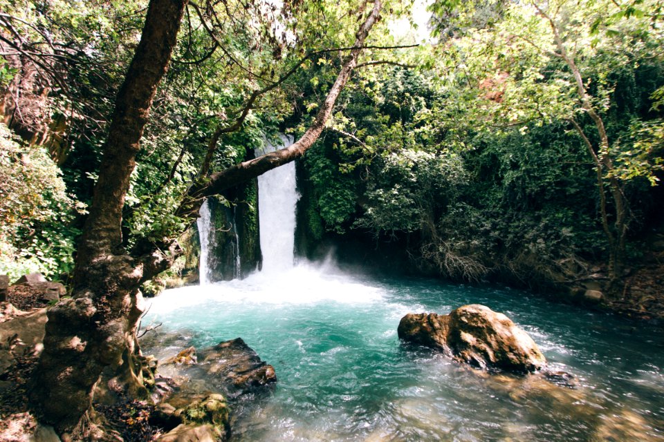 green and white body of water near forest