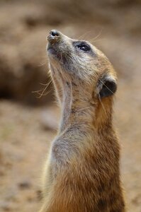 Mammal animals landscape