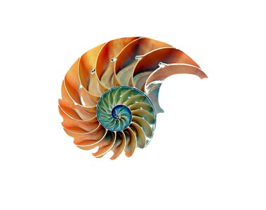Snail shell spiral nature