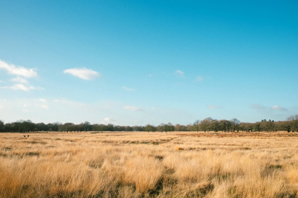 brown field during daytime photo