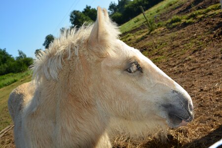 Prairie breeding horses animal