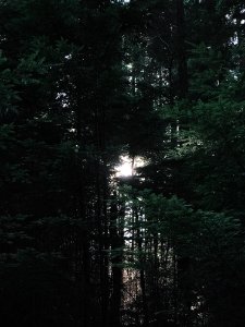 green tress at sunrise